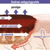 Lansinoh Organikus bimbóvédő balzsam