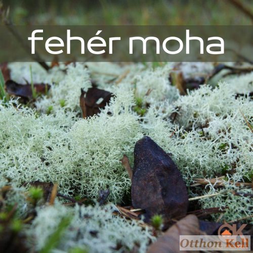TERITA fehér moha kézműves szappan